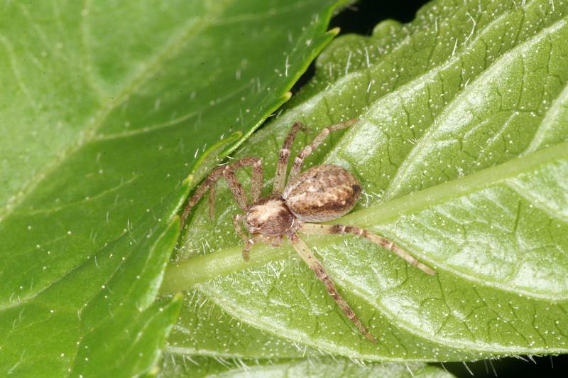Philodromus_aureolus_D4888_Z_90_Les Gris_Frankrijk.jpg
